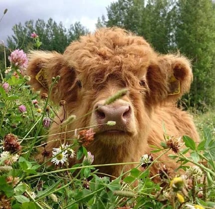👍Scottish Handmade Highland Cattle
