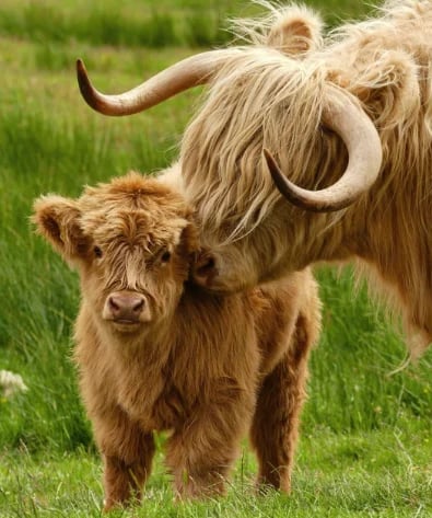 👍Scottish Handmade Highland Cattle