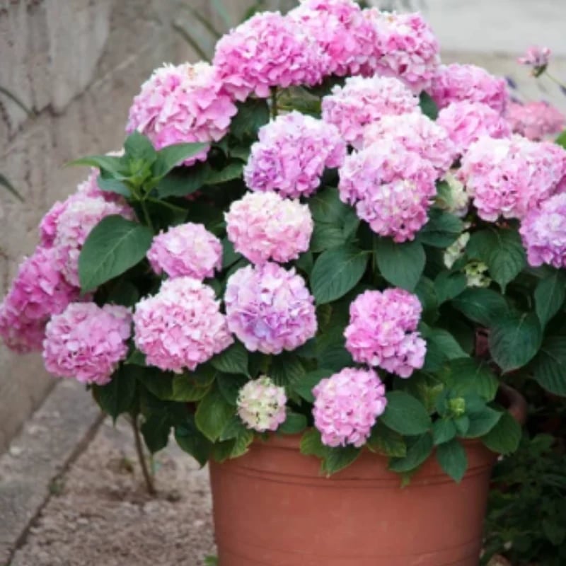 Last Day 70% OFF-Outdoor Artificial Hydrangea Flowers💐