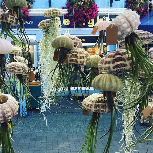 Last Day 49% OFF - HANGING AIR PLANT JELLYFISH🌱