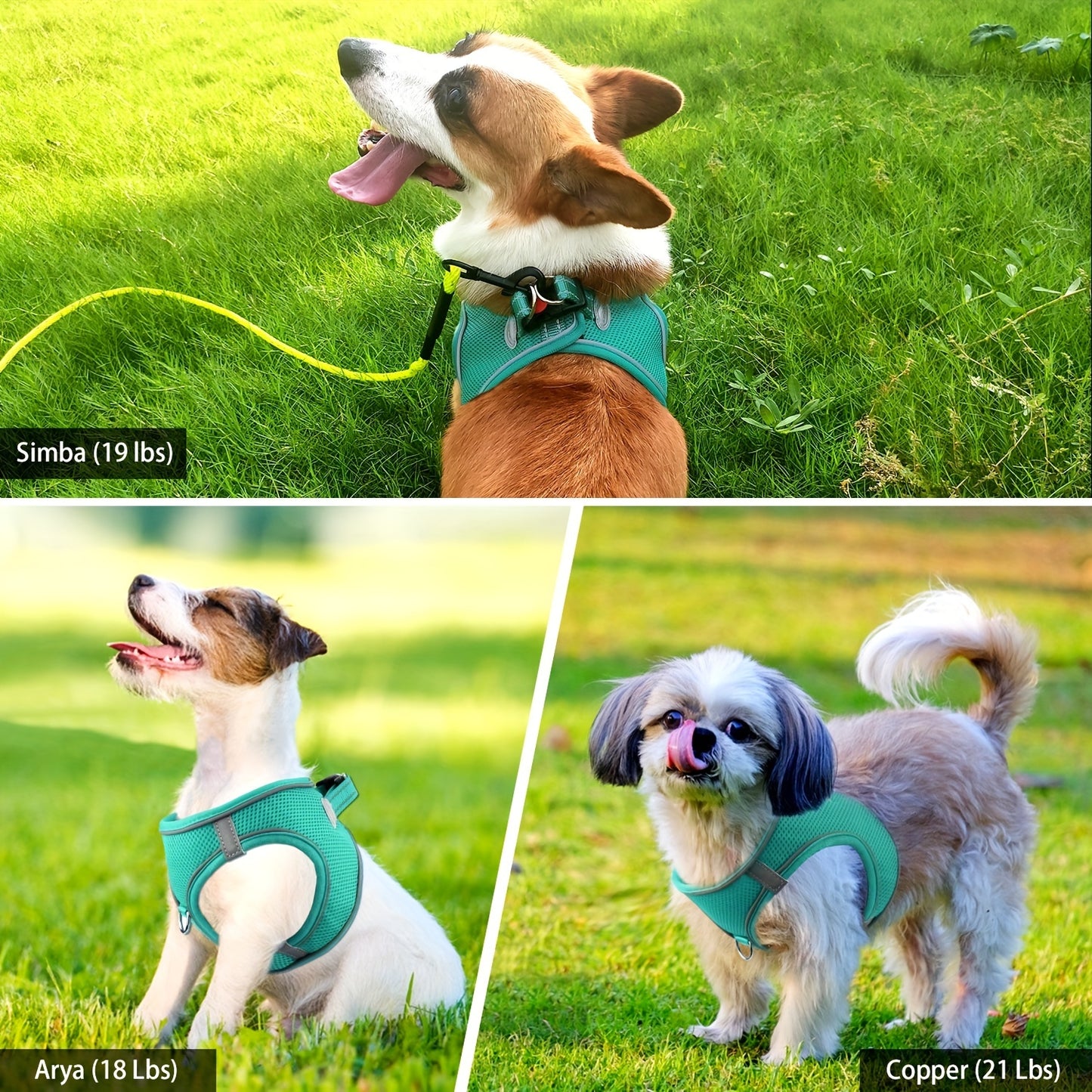 Reflective Step-In Dog Harness & Leash Set for Small & Medium Dogs